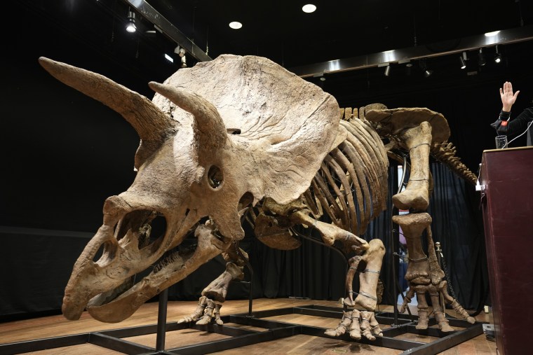 El mayor esqueleto de triceratops en el mundo, conocido como Big John, en una subasta el 21 de octubre del 2021 en París, Francia.