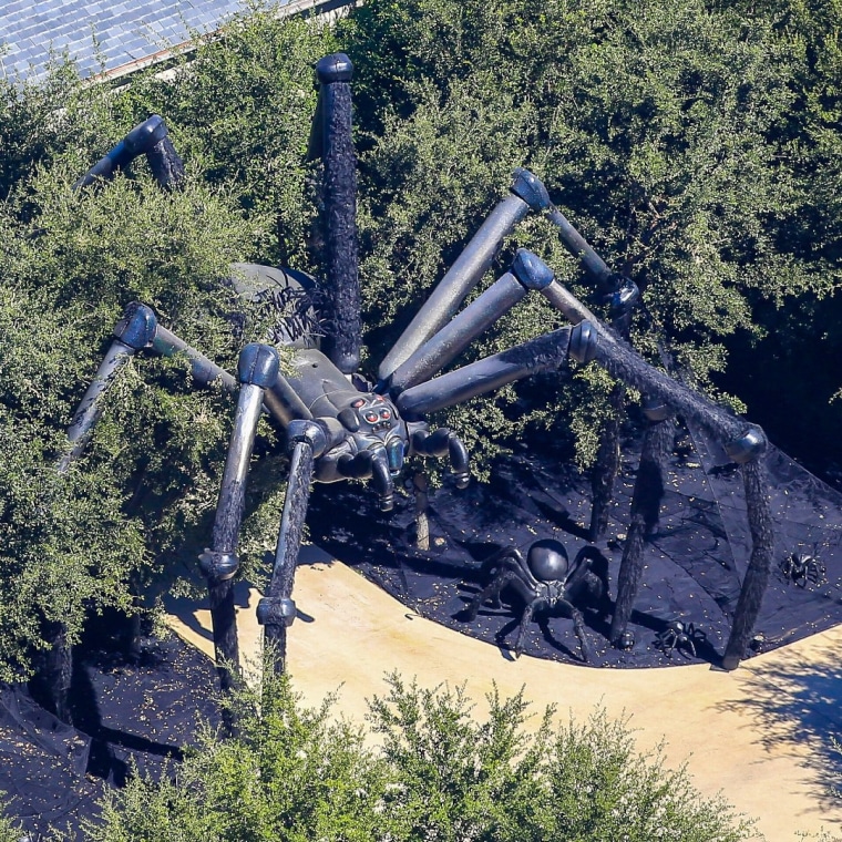 Araña gigante en el jardín de Kim Kardashian