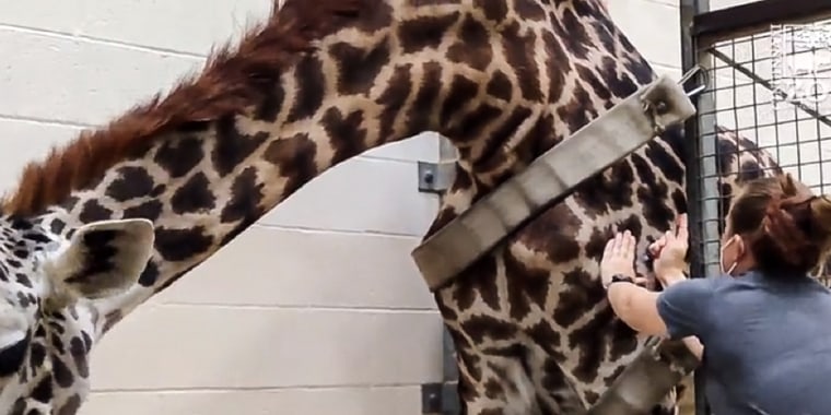 A vet tech gives a giraffe a shot