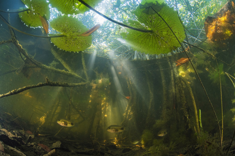 El equipo de investigadores descubrió que los manglares son una reliquia de un mundo muy antiguo.