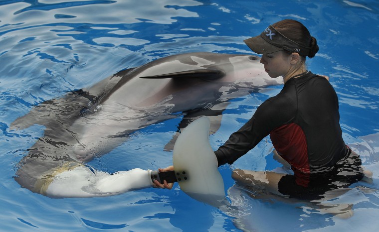 Image: Senior marine mammal trainer Abby Stone works with Winter the dolphin at Clearwater Marine Aquarium in Clearwater, Fla., on Aug. 31, 2011.