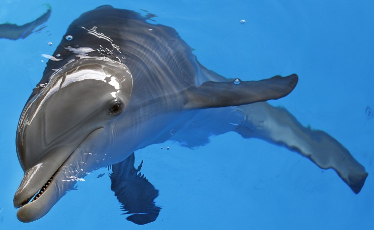 Image: Winter the dolphin swims at Clearwater Marine Aquarium in Clearwater, Fla.