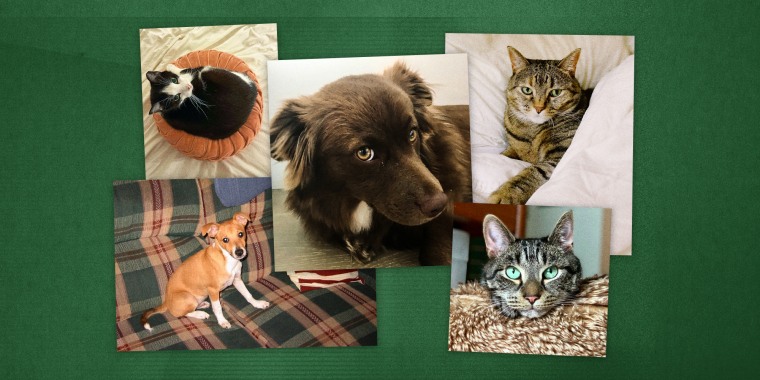 A campaign on Instagram pledged to plant a tree for every pet photo shared.