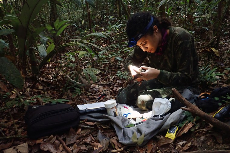 Bruna Amaral measures a black-faced antthrush in the Amazon rainforest.