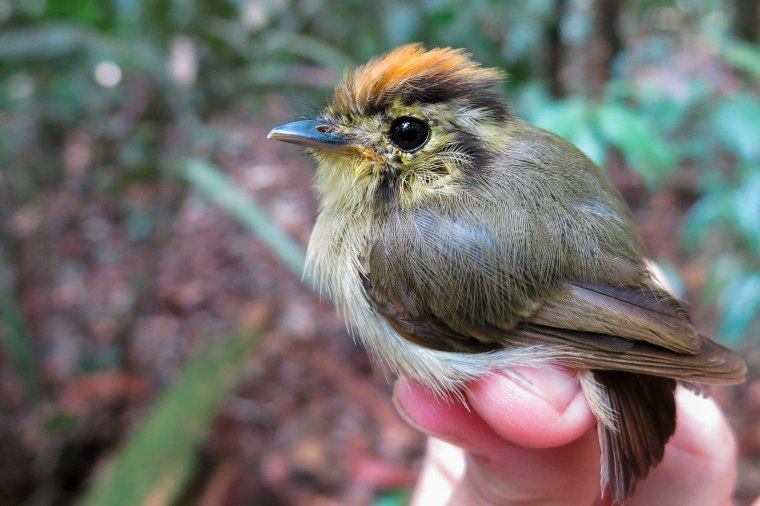 The golden-crowned spadebill is one of a number of species in the Amazon rainforest that researchers have found to have decreasing wing length and mass over time.