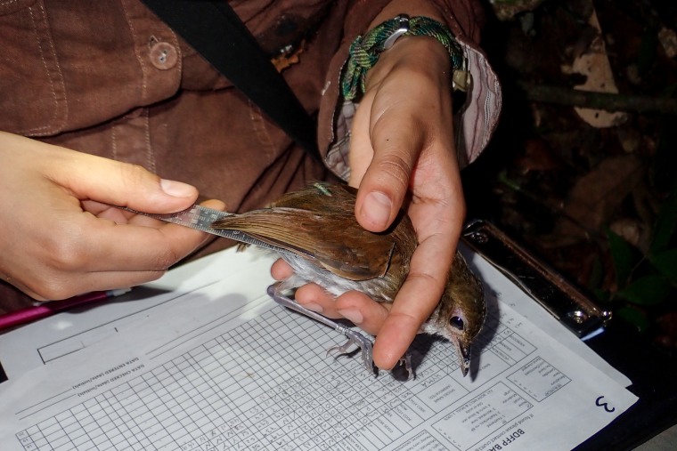 Bruna Amaral measures the wing length of a thrush-like antpitta in the Amazon rainforest.