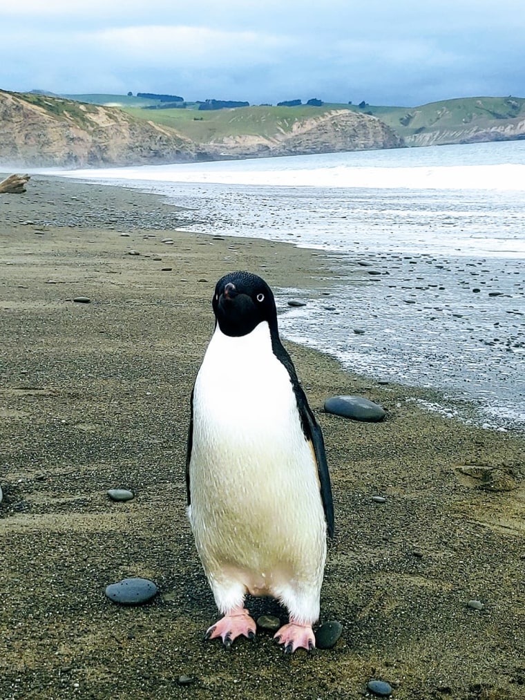 The penguin was malnourished and severely dehydrated but after it was fed some "fish smoothies" it jumped across boulders and dove into the waves. 