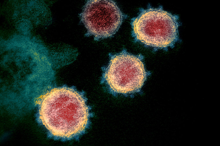 Image: Transmission electron microscope image shows SARS-CoV-2, also known as novel coronavirus