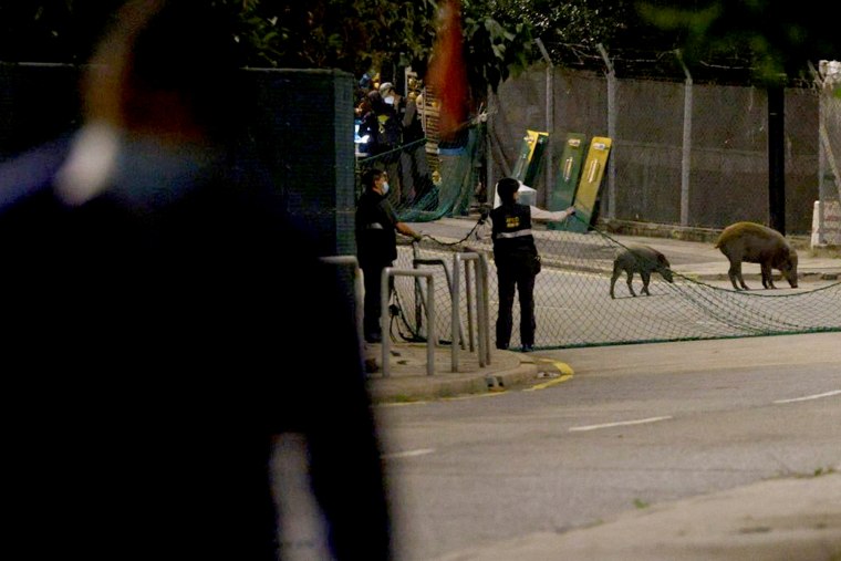 Image: Agriculture, Fisheries and Conservation Department officers capture wild boars, which are later captured and put down under a change of policy on controlling the animals in urban areas, in Hong Kong