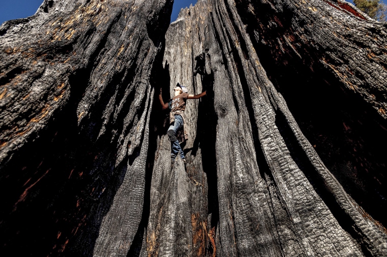 Image: Ashtyn Perry, 13, climbs a scorched sequoia tree during an Archangel Ancient Tree Archive expedition to plant sequoia trees, on Oct. 27, 2021, in Sequoia Crest, Calif.