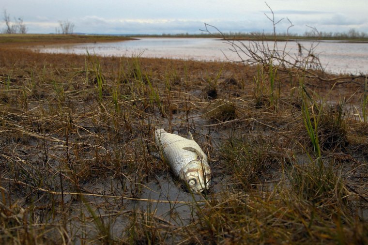 Image: A dead fish on the shore of the Ambarnaya River outside Norilsk on June 10, 2020.