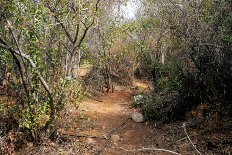 Image: Black tubing, used to water the illegal marijuana plants, weave through the forest floor.