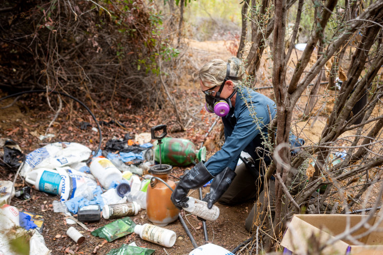 Image: Dr. Greta Wengert swabs chemicals at the illegal grow site.