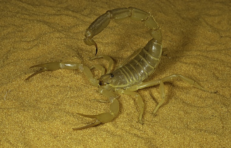 Un escorpión del Sahara. 