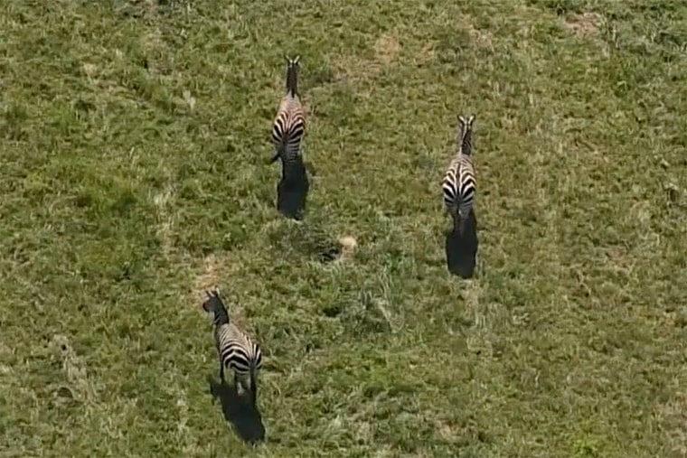 Image: Zebras in Upper Marlboro.