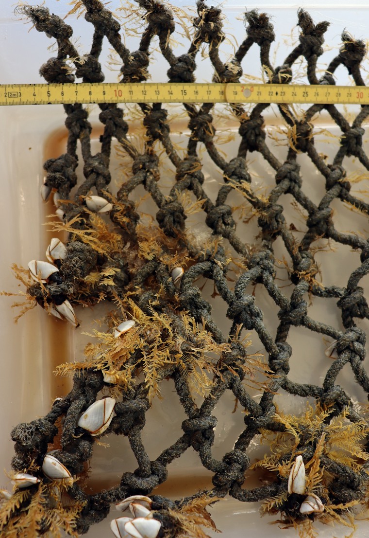 Image: Coastal podded hydroid Aglaophenia pluma and gooseneck barnacle Lepas from the open ocean on a colonized net.