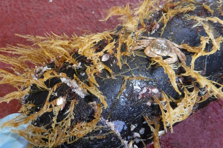 Coastal podded hydroid Aglaophenia pluma, open-ocean Planes crab and open-ocean Lepas gooseneck barnacles colonize a piece of floating debris. 