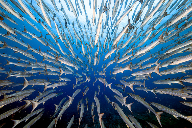 Yung Sen Wu of Taiwan achieved this image after spending four days swimming with barracudas in Palau.