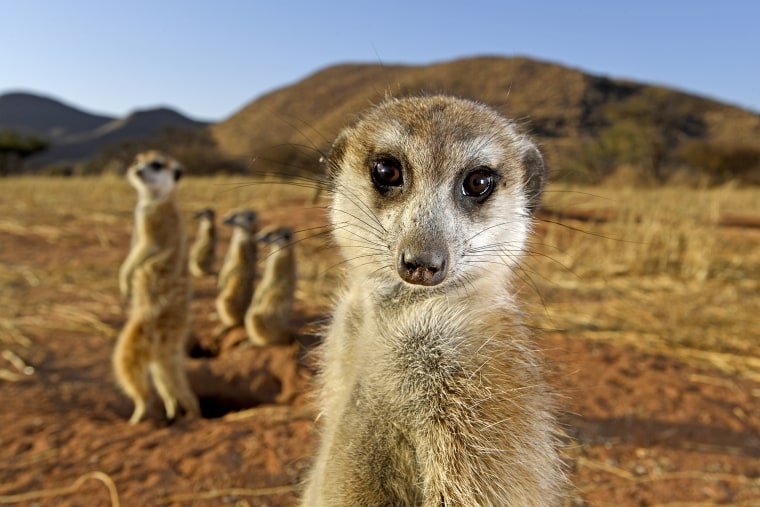 A meerkat in the Tswalu Kalahari Reserve in South Africa gazes at German-South African photographer Thomas Peschak.