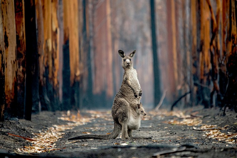 Photographer Jo-Anne McArthur of Canada traveled to Australia in early 2020 to document the stories of animals affected by devastating bushfires, like this grey kangaroo and her joey.