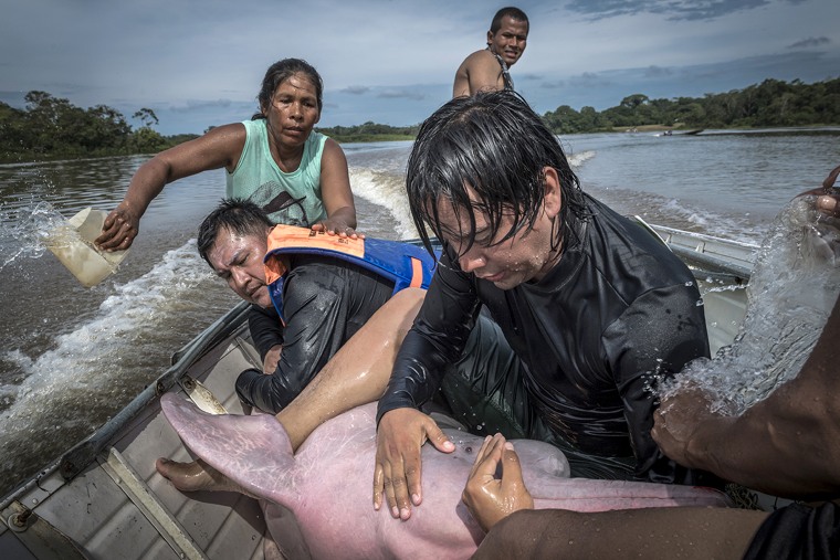 A team of biologists help an Amazon river dolphin in Colombia. 