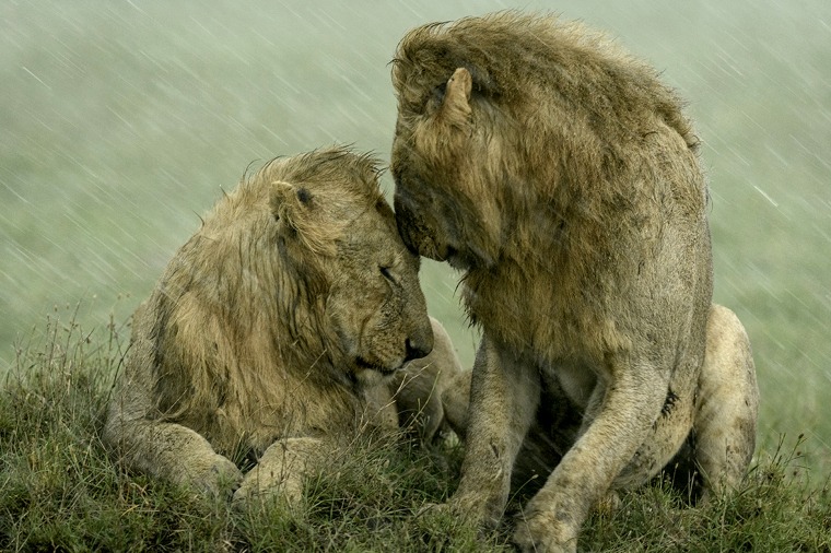 U.S. photographer Ashleigh McCord captured a pair of male lions nuzzling each other during heavy rainfall in the Maasai Mara, Kenya. 