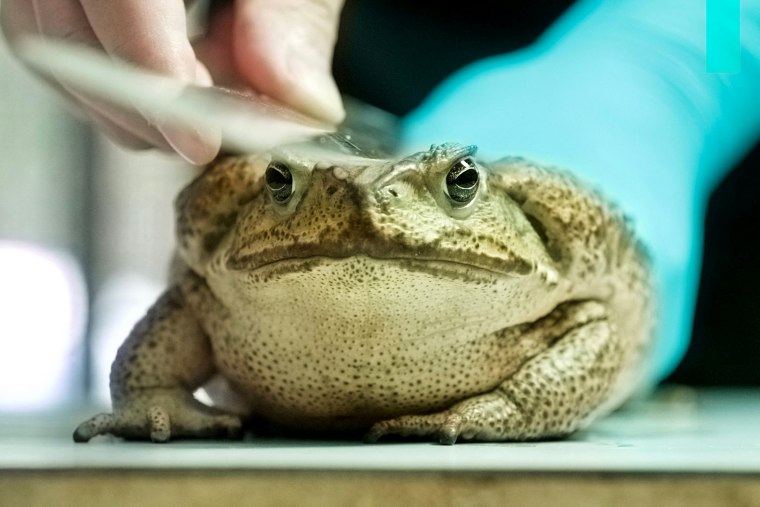 Image: TAIWAN-ENVIRONMENT-CONSERVATION-TOAD