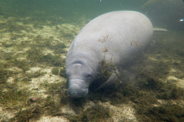 A manatee swims in the Homosassa River on Oct. 5, 2021, in Homosassa, Fla.