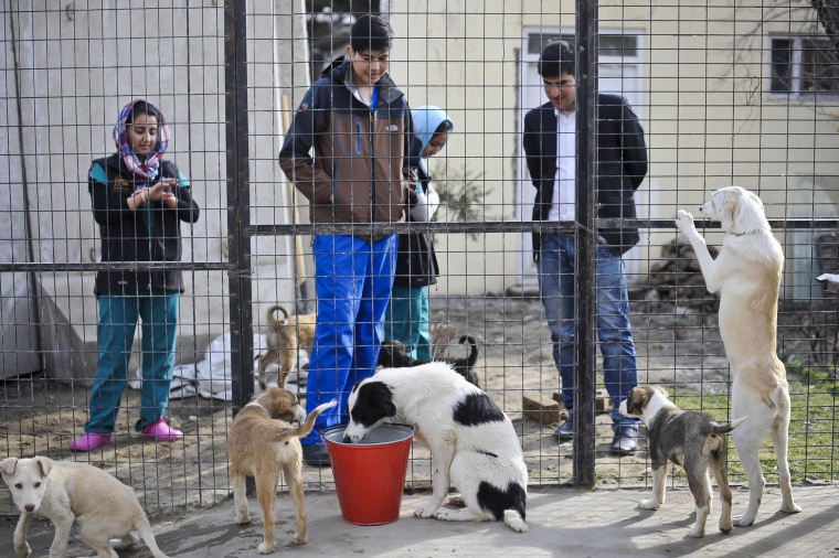 Afghanistan Nowzad Dogs charity