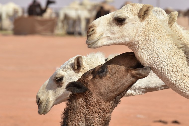 Image: King Abdulaziz Camel Festival