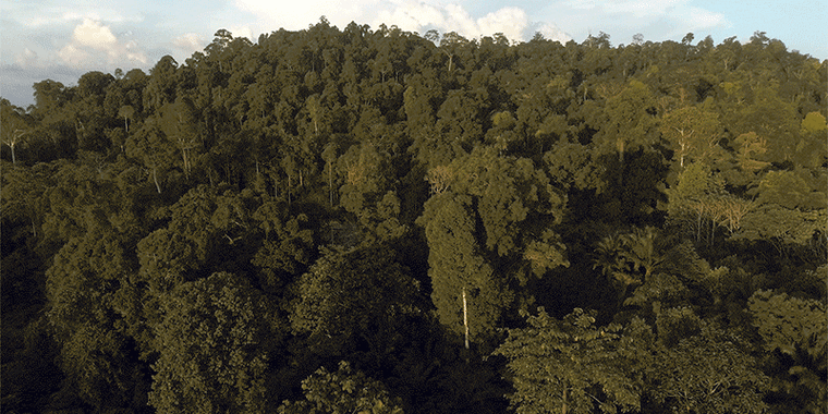 Forest in North Kalimantan, Indonesia.