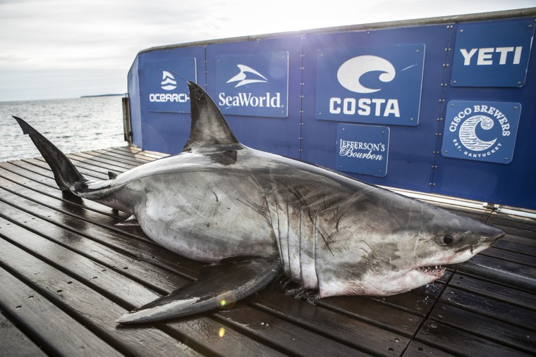 Researchers from Ocearch outfit sharks with satellite devices that track their migrations.