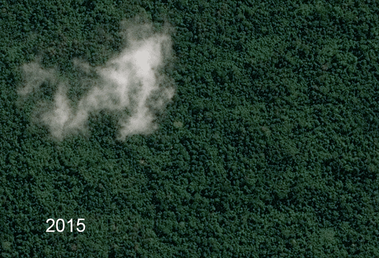 A sequence of satellite images appears to show rainforest in 2015, cleared on the PT. Fajar Surya Swadaya concession in 2016 and the growth of plantation trees in 2017. According to Ed Boyda at Earthrise, the sequence shows the loss of 200 acres, part of an 11 square mile stretch of rainforest apparently cleared. The company is a supplier to APRIL.
