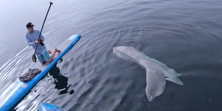 Two friends paddleboarding along the coast of Southern California on Dec. 2 spotted a massive sunfish about 200 yards offshore.