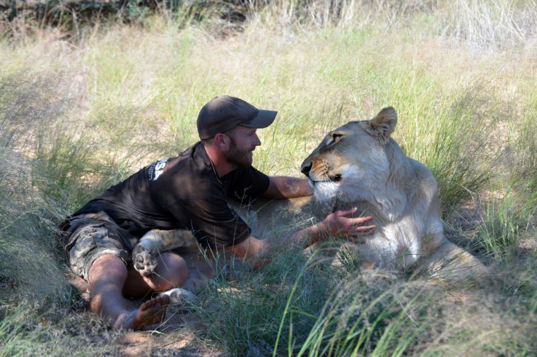 Sirga the lioness with her caretaker Valentin Gruener in Botswana.