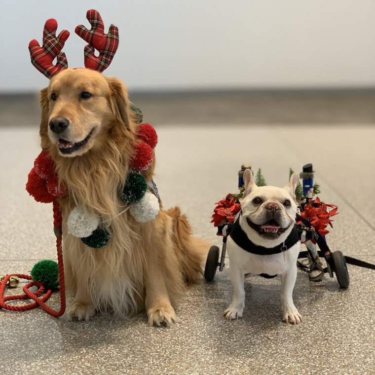 San Francisco's Wag Brigade is ready for pats or hugs this holiday season.