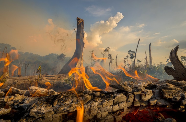 Ranchers and farmers are destroying the rainforest. Is Bolsonaro