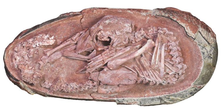 The oviraptorosaur embryo known as Baby Yingliang, one of the best-preserved dinosaur embryos ever reported.