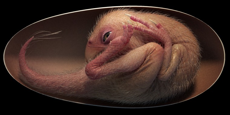 A life reconstruction of a close-to-hatching oviraptorosaur dinosaur embryo based on the new specimen Baby Yingliang.