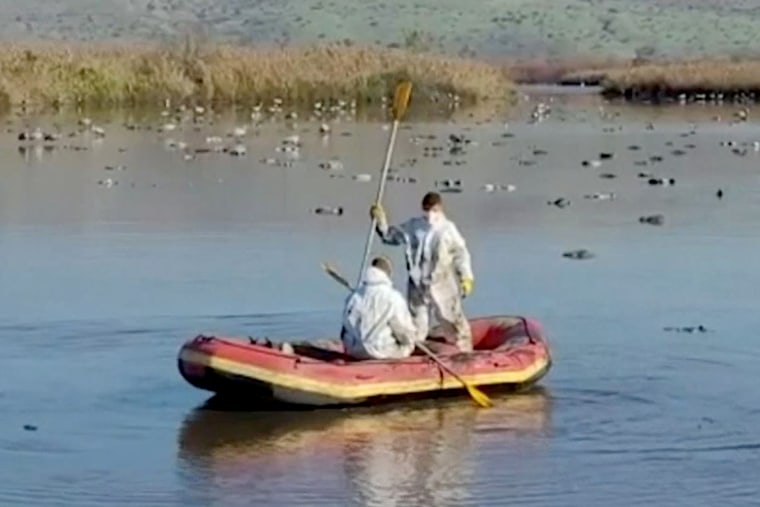 Workers in Hazmat suits remove dead cranes from a body of water. 