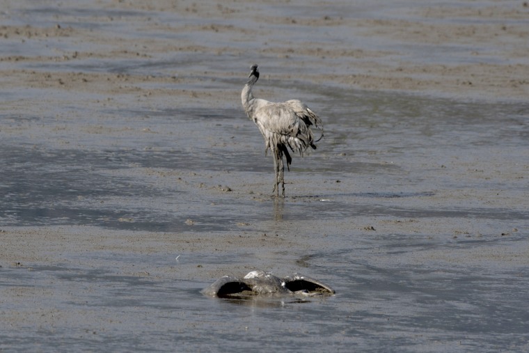 A dead crane lies on the ground at the Hula Lake conservation area. 