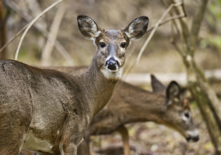 Image: Whitetail Deer In Woods In Pennsylvania