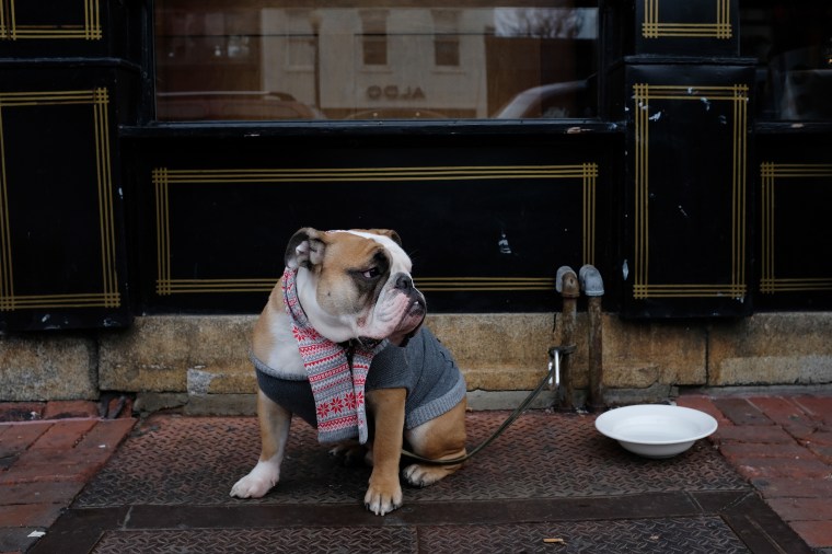 Image: Bulldog Outside A Restaurant