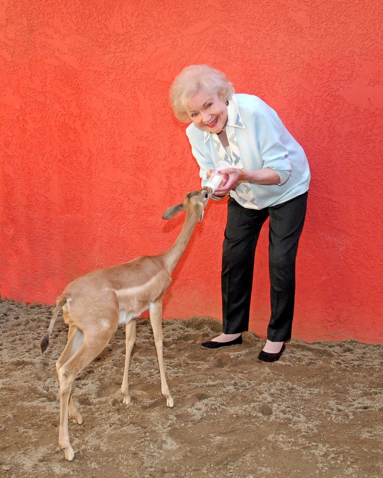 Betty White feeds a gerenuk, a medium-sized gazelle, at the L.A. Zoo. She frequently reminded viewers of her 1971 TV series “Betty White’s Pet Set” that wild animals should not be kept as pets. 