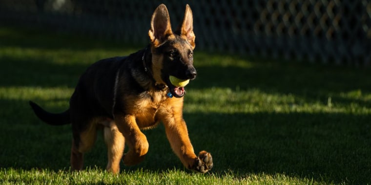 Commander runs on the lawn of the White House in this photo released on Dec. 20, 2021.