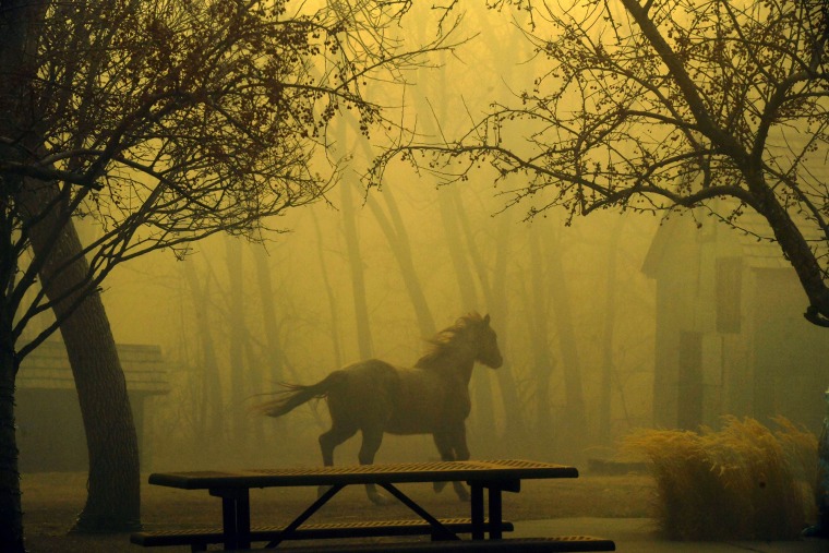 A horse runs through Grasso Park in Superior, Colorado.