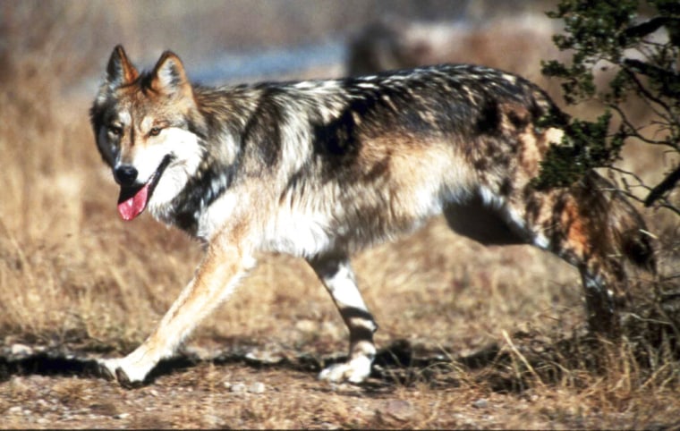 Un lobo gris mexicano en un refugio del condado de Socorro, en Nuevo México.