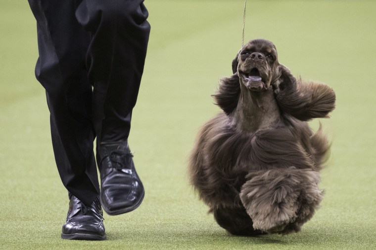 A fluffy cocker spaniel smiles as it trots on a leash with its owner.