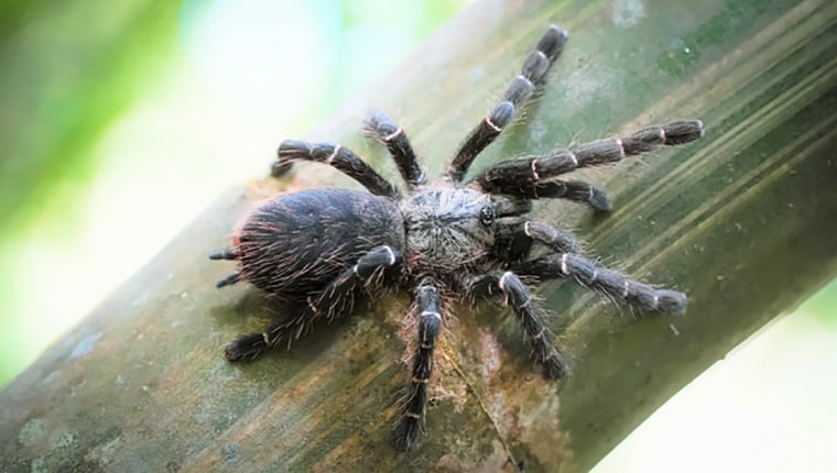 The tarantula Taksinus bambus in its habitat.