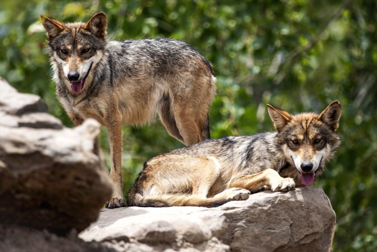 Mexican gray wolves are seen at the Museo del Desierto in Saltillo, Coahuila state, Mexico, on July 2, 2020.